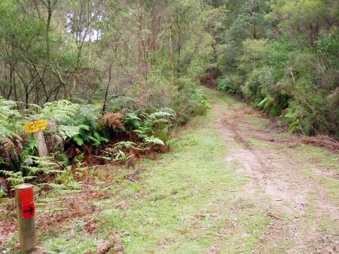 Lower Gully Forest Road